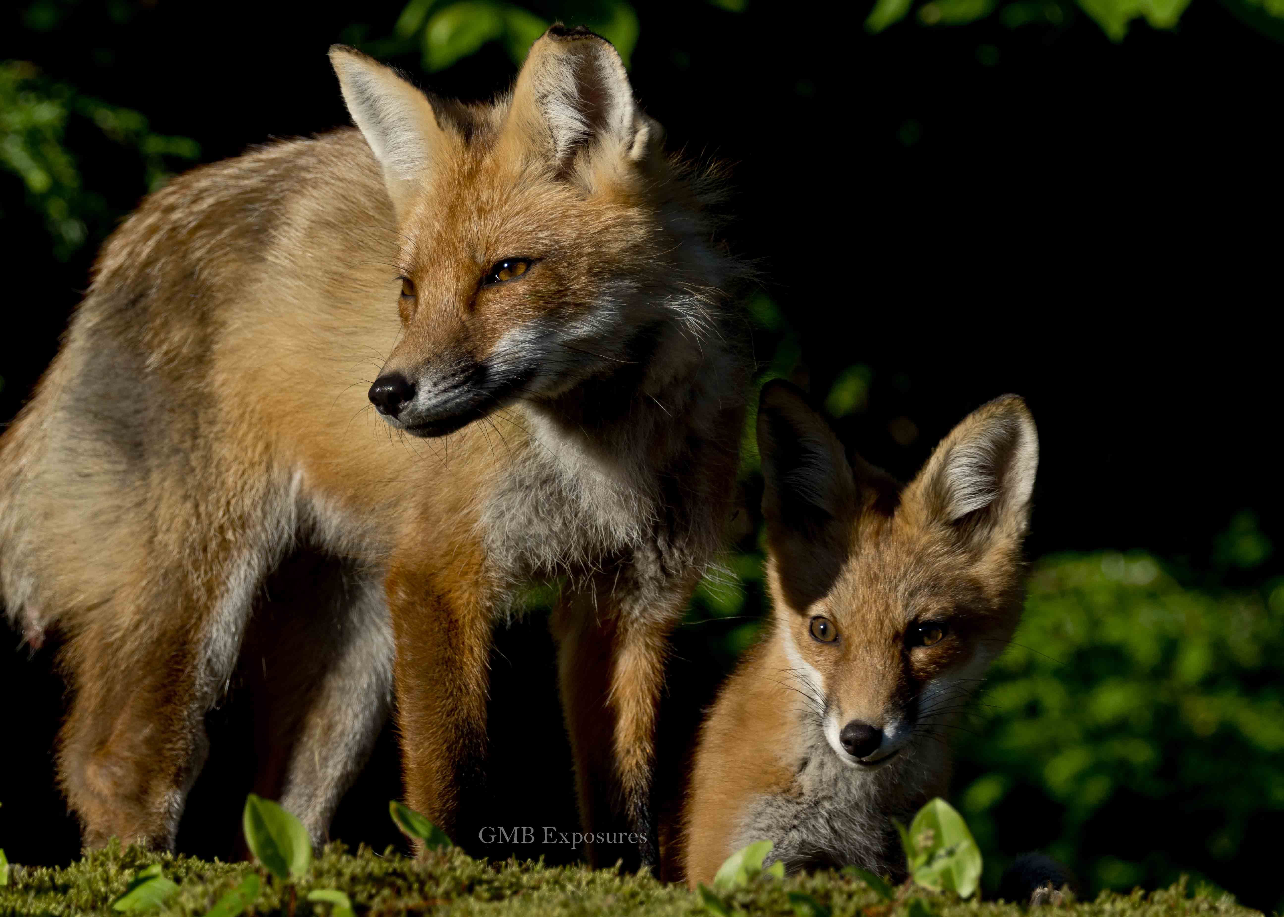 Red fox photograph with Mom and