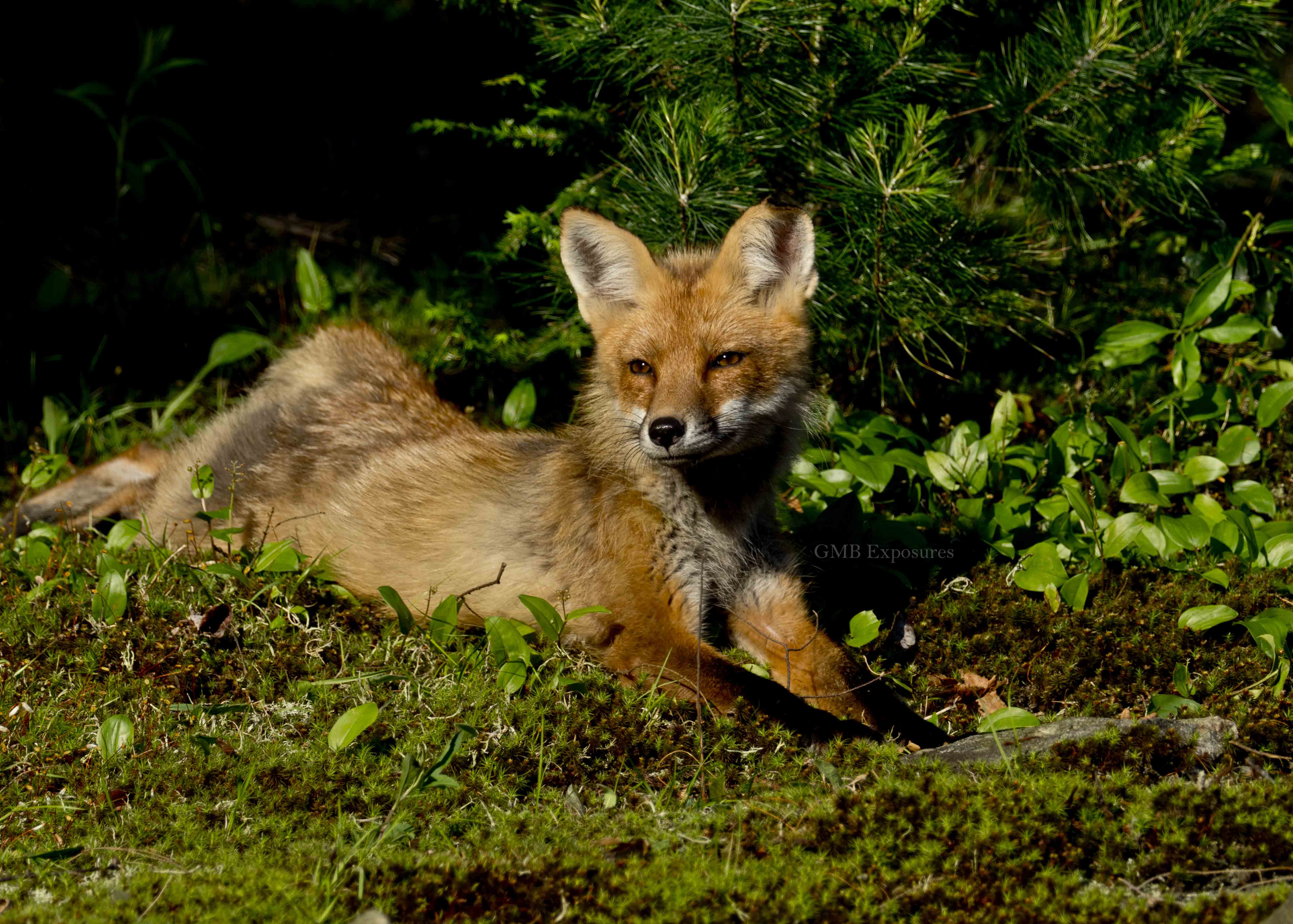 Red Fox Mom